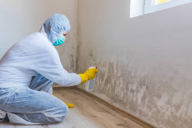 Licensed Mold Removal service in Hendersonville, NC - WQB Mold Removal
