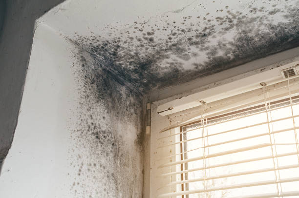 Affordable Mold Removal solutions in Hendersonville, NC